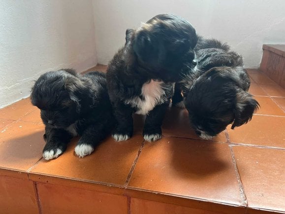 Shihpoo For Sale In Kannur
