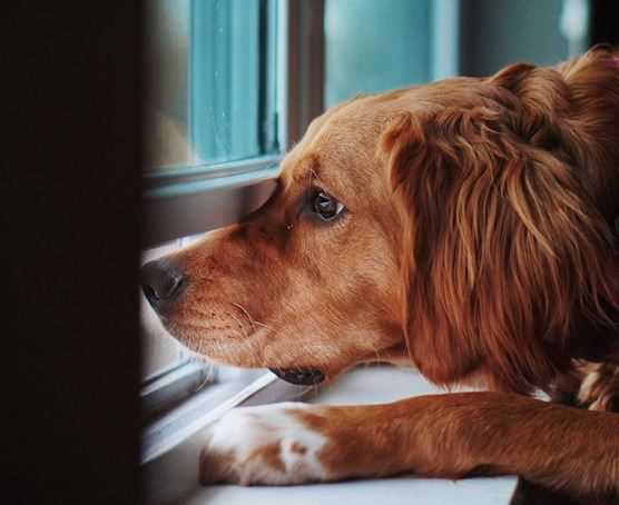 Astraphobia: Why do Pets Feel Anxious During Thunderstorm and How to Keep Them Calm