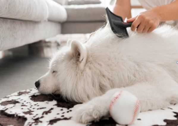 Is your dog shedding more in the monsoon? Here’s the prevention!