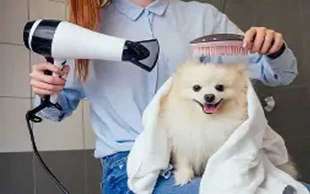 How to Keep Your Pet Dry and Smelling Fresh During Rainy Days