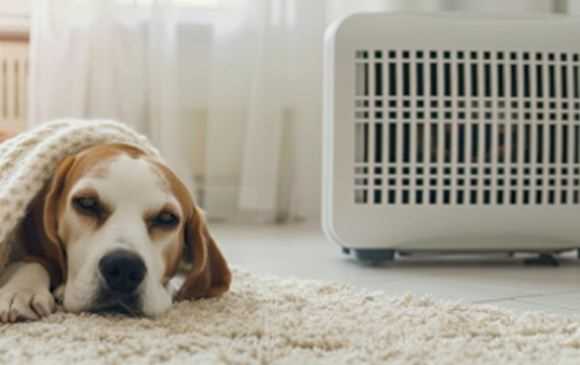 How to Keep Your Pet Dry and Smelling Fresh During Rainy Days
