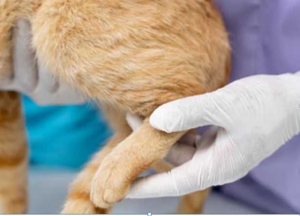 Monsoon Diseases in Dogs: Signs, Prevention & Cure