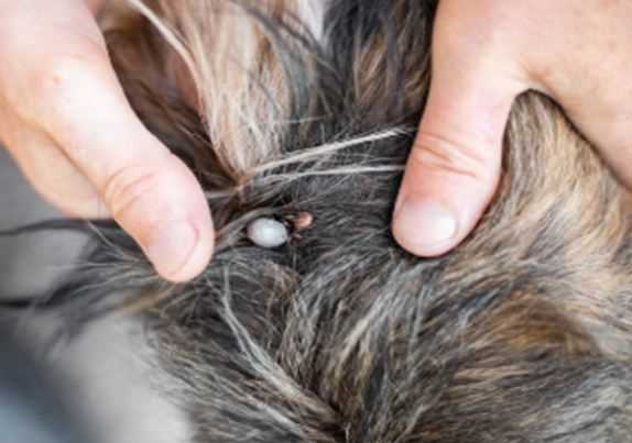Monsoon Diseases in Dogs: Signs, Prevention & Cure