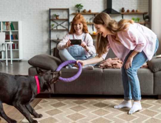 Safe Indoor Games to Keep Your Dog Active During Monsoon