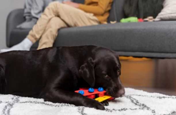 Safe Indoor Games to Keep Your Dog Active During Monsoon