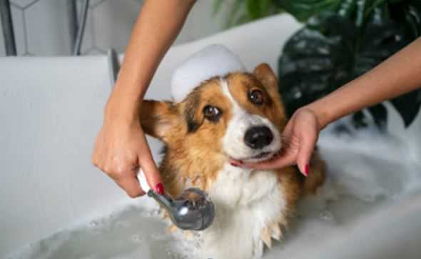 Grooming Tips for Dogs in Monsoon: Keep Your Pet Clean, Comfortable, and Rain-Ready
