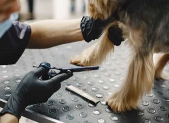 Grooming Tips for Dogs in Monsoon: Keep Your Pet Clean, Comfortable, and Rain-Ready