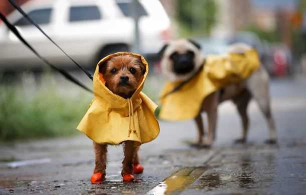 Worried About Walking Your Dog in the Rain? Here