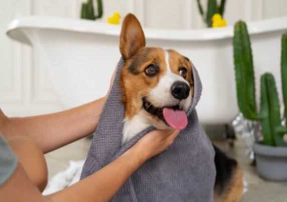 Worried About Walking Your Dog in the Rain? Here