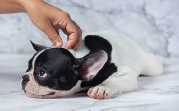 Dog Skin Allergies and Atopic Dermatitis: Causes, Symptoms, Home Remedies & Treatment