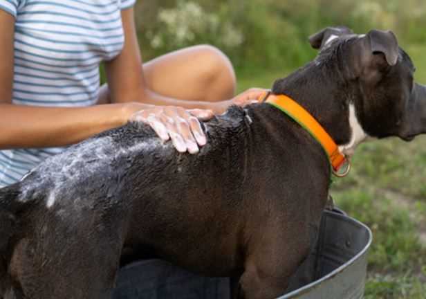 Dog Skin Allergies and Atopic Dermatitis: Causes, Symptoms, Home Remedies & Treatment