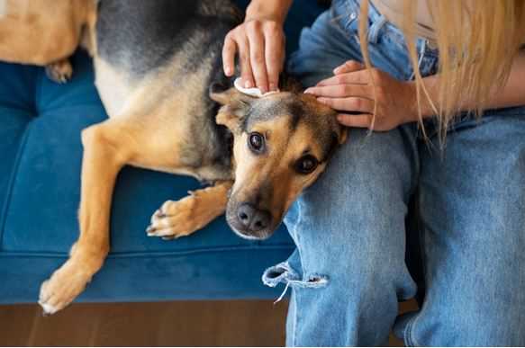 Fungal Infection in Dogs: Types, Symptoms, Causes and Prevention
