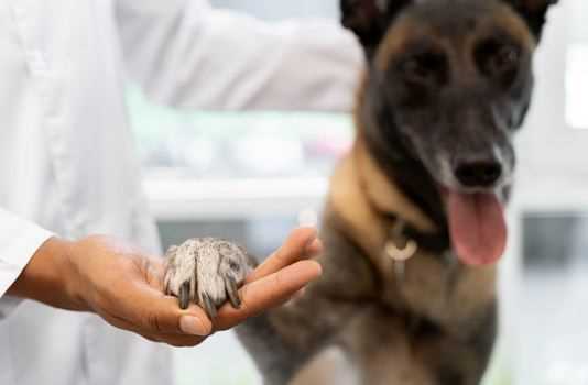 Fungal Infection in Dogs: Types, Symptoms, Causes and Prevention