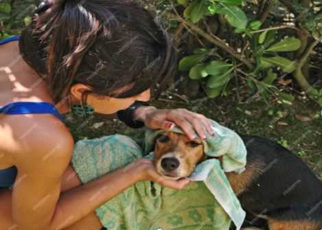 5 Simple Remedies to Treat Dog Skin Allergies at Home Naturally