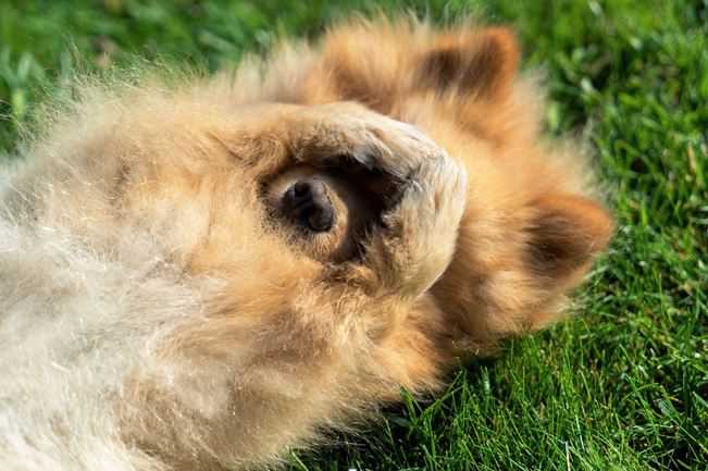 Are Fungal Infections Contagious Between Dogs and Humans?