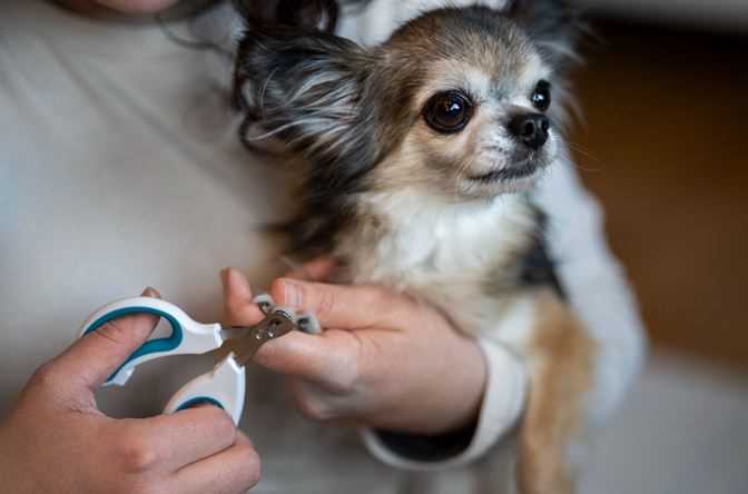 Are Fungal Infections Contagious Between Dogs and Humans?