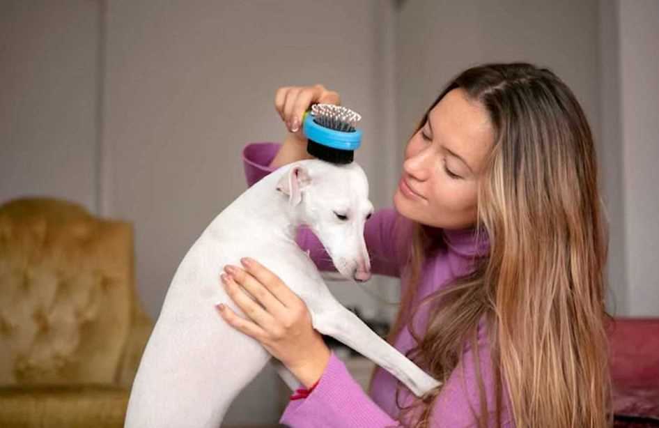 Tick and Flea Infestation in Dogs: Causes, Symptoms, Prevention & Treatment