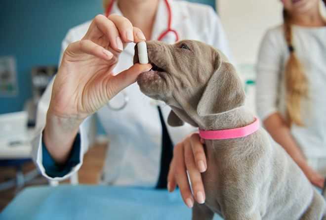 What Is Deworming in Pets and Why Is It Important?