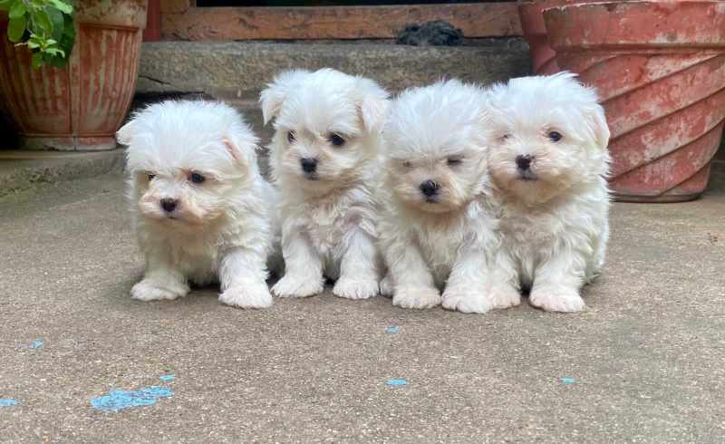 Maltese For Sale In Chennai