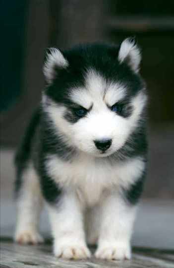Siberian Husky For Sale In Bhubaneswar