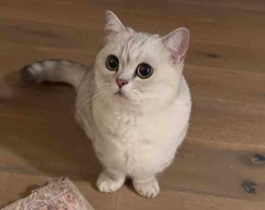 British golden best sale shorthair cat price
