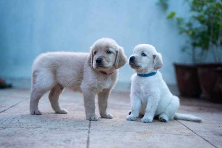 Mr n Mrs Pet