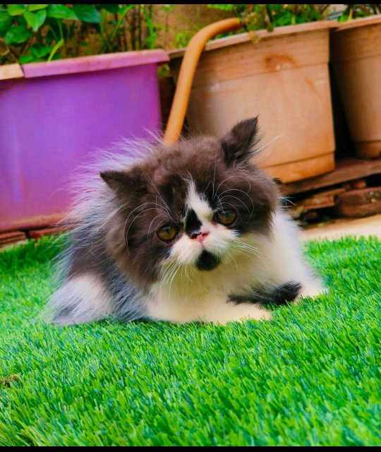 Persian For Sale In Surat