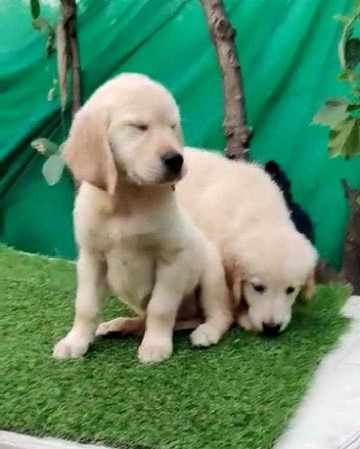 Labrador Retriever For Sale In Mumbai