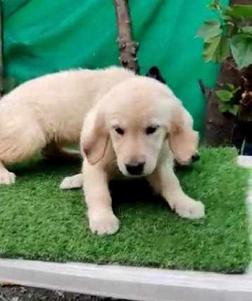 Labrador Retriever For Sale In Mumbai