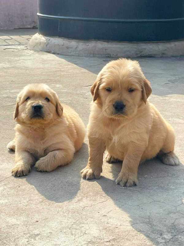 Golden Retriever For Sale In Mumbai