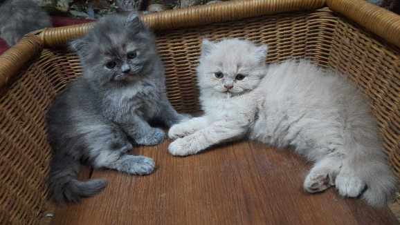 Persian For Sale In Surat