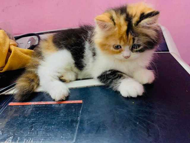 Calico persian cat shop price