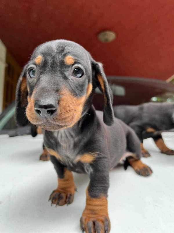 Dotson best sale dog price