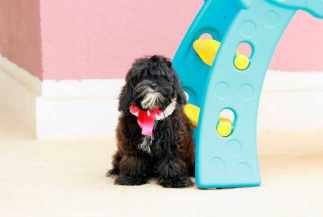 Lhasa Apso For Sale In Dehradun