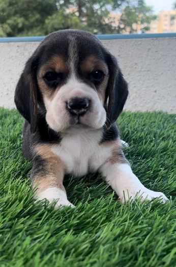 Beagle For Sale In Mumbai
