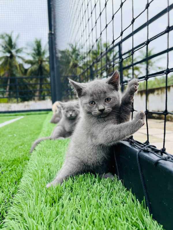 British Shorthair For Sale In Lucknow