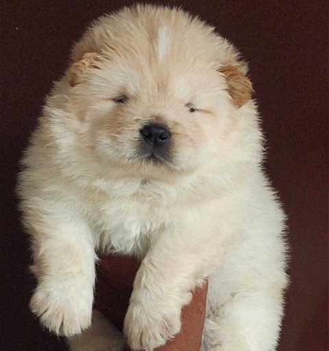 Chow Chow For Sale In Mumbai