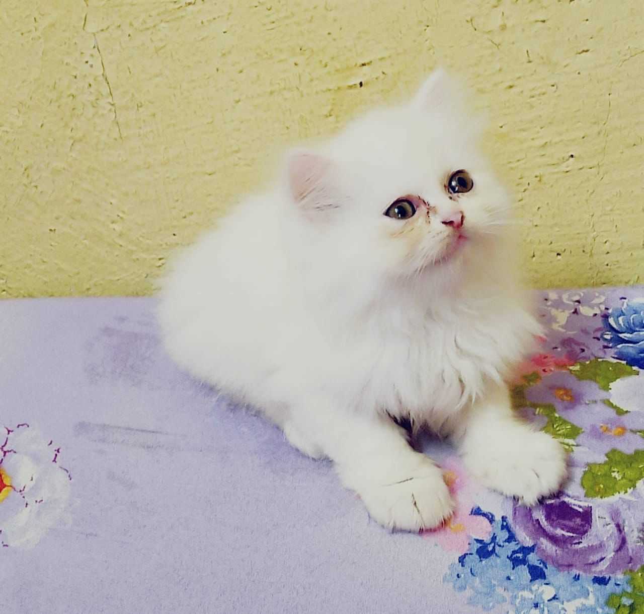 Cheapest persian cat for sales sale