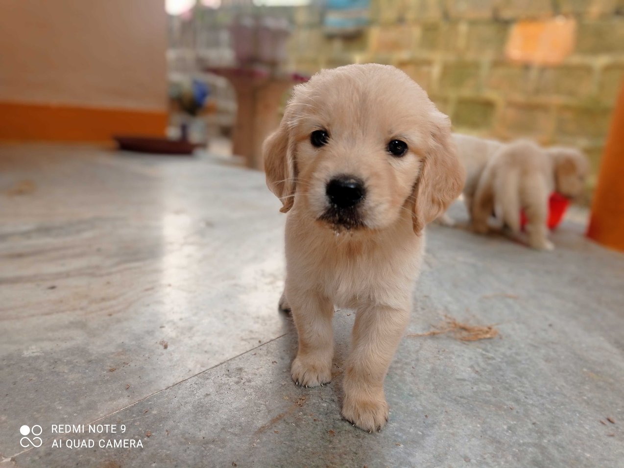 Golden Retriever Puppies for sale in Pune | Mr n Mrs Pet