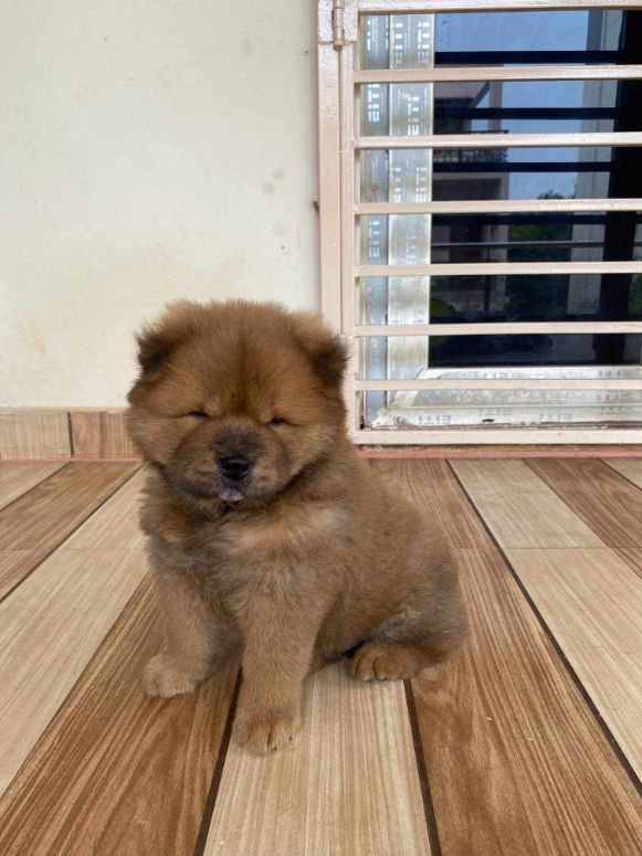 Chow Chow Puppies for sale in Hyderabad Chow Chow Price in Hyderabad