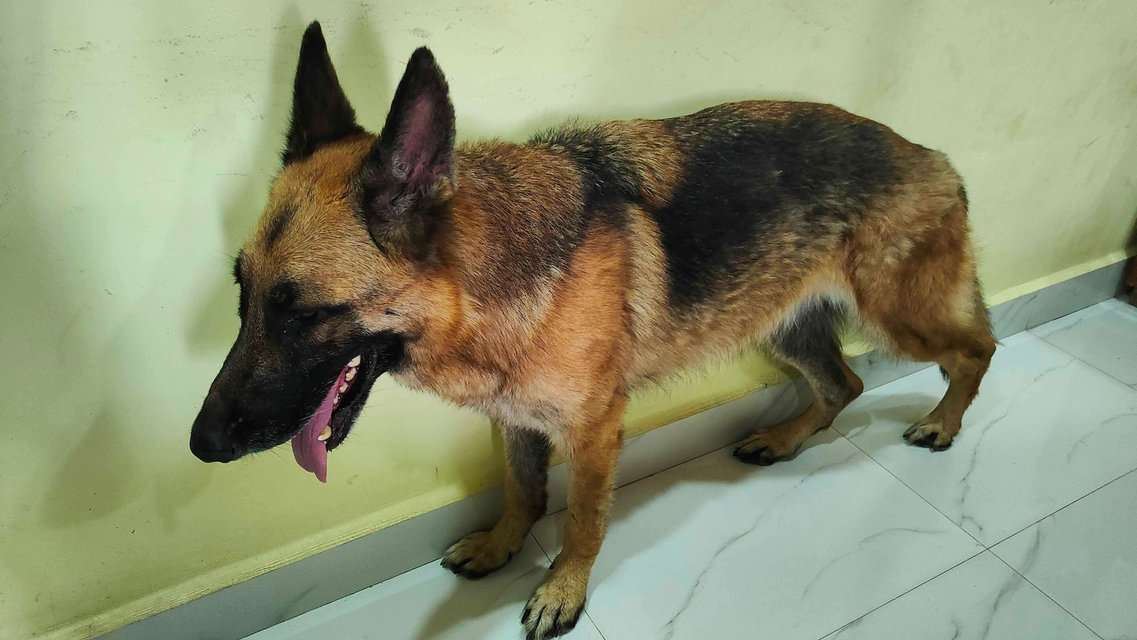 German Shepherd For Adoption In Hyderabad