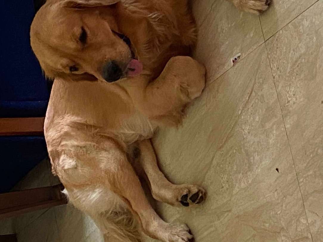 Golden Retriever Dogs For Mating In Chennai