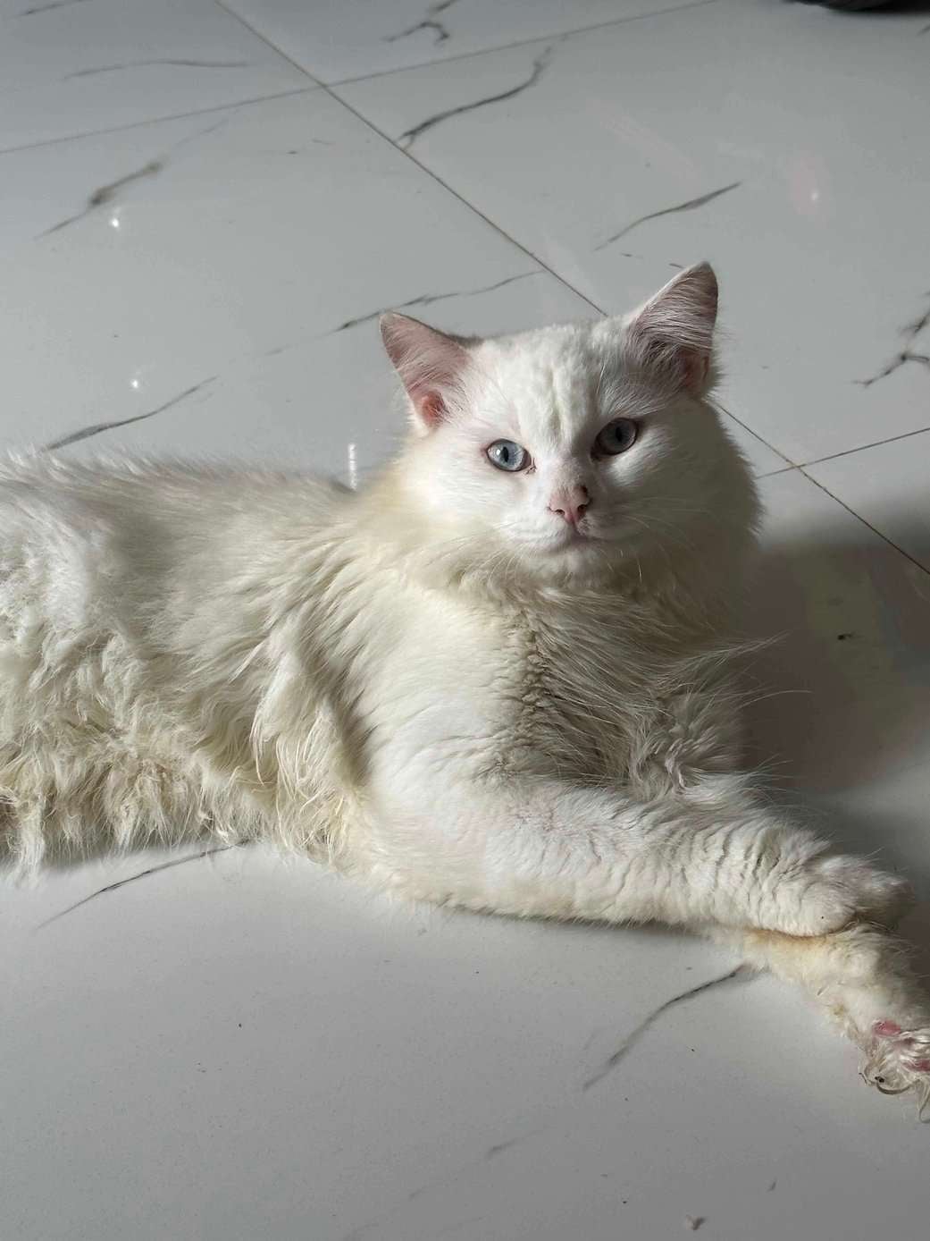 Persian For Sale In Pune