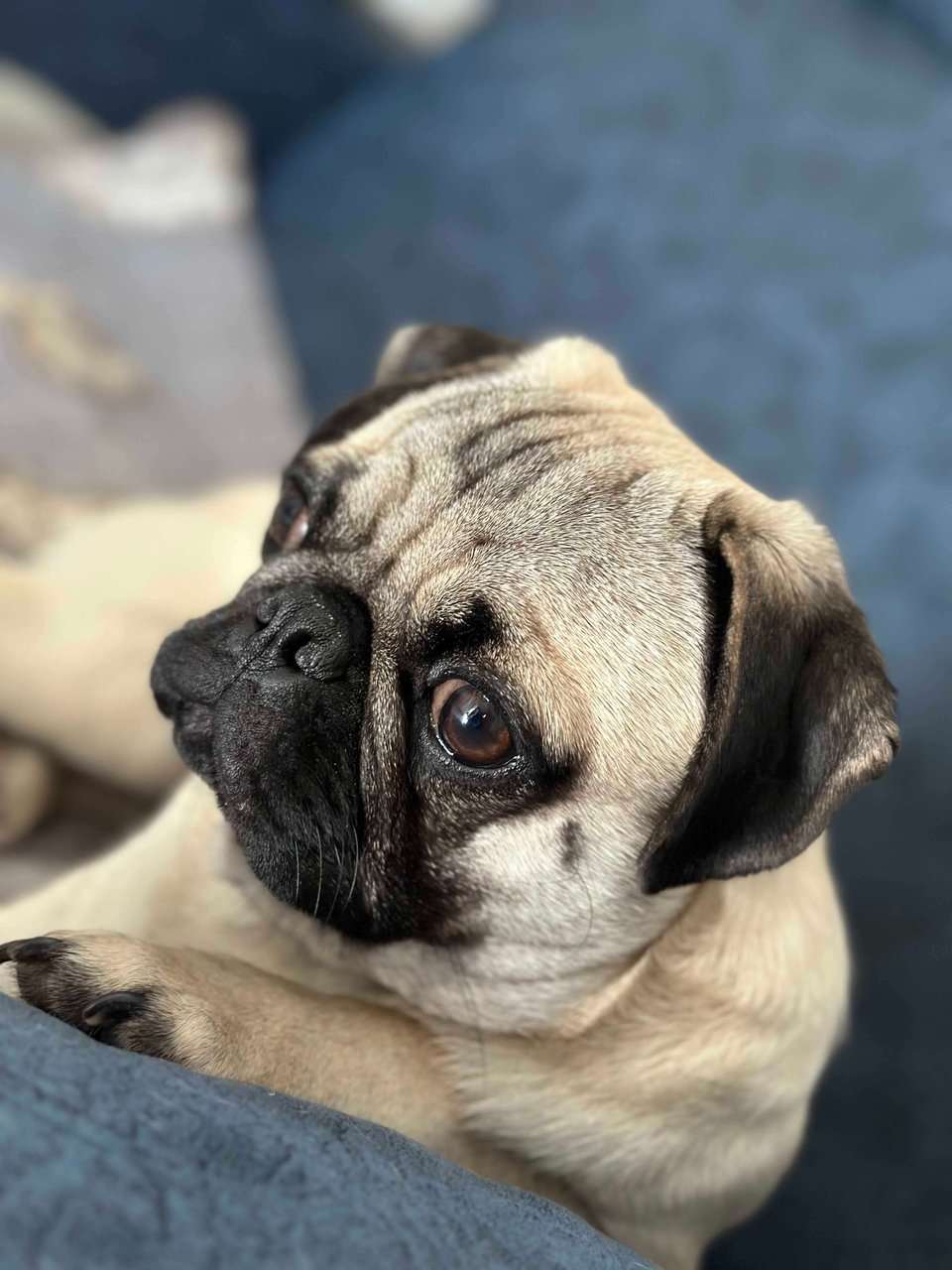 Pug Dogs For Mating In Hyderabad
