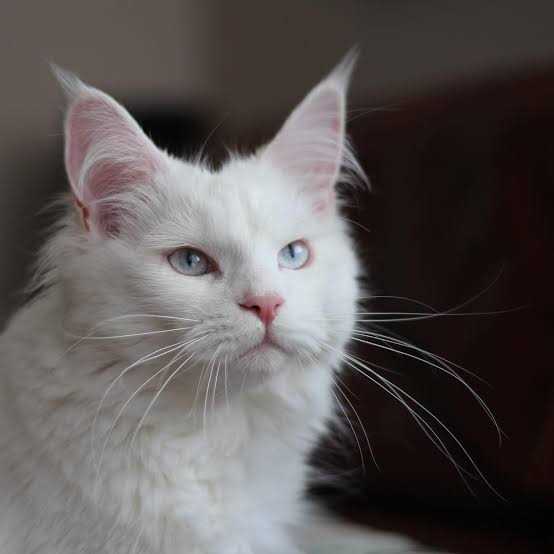 Persian For Sale In Hyderabad
