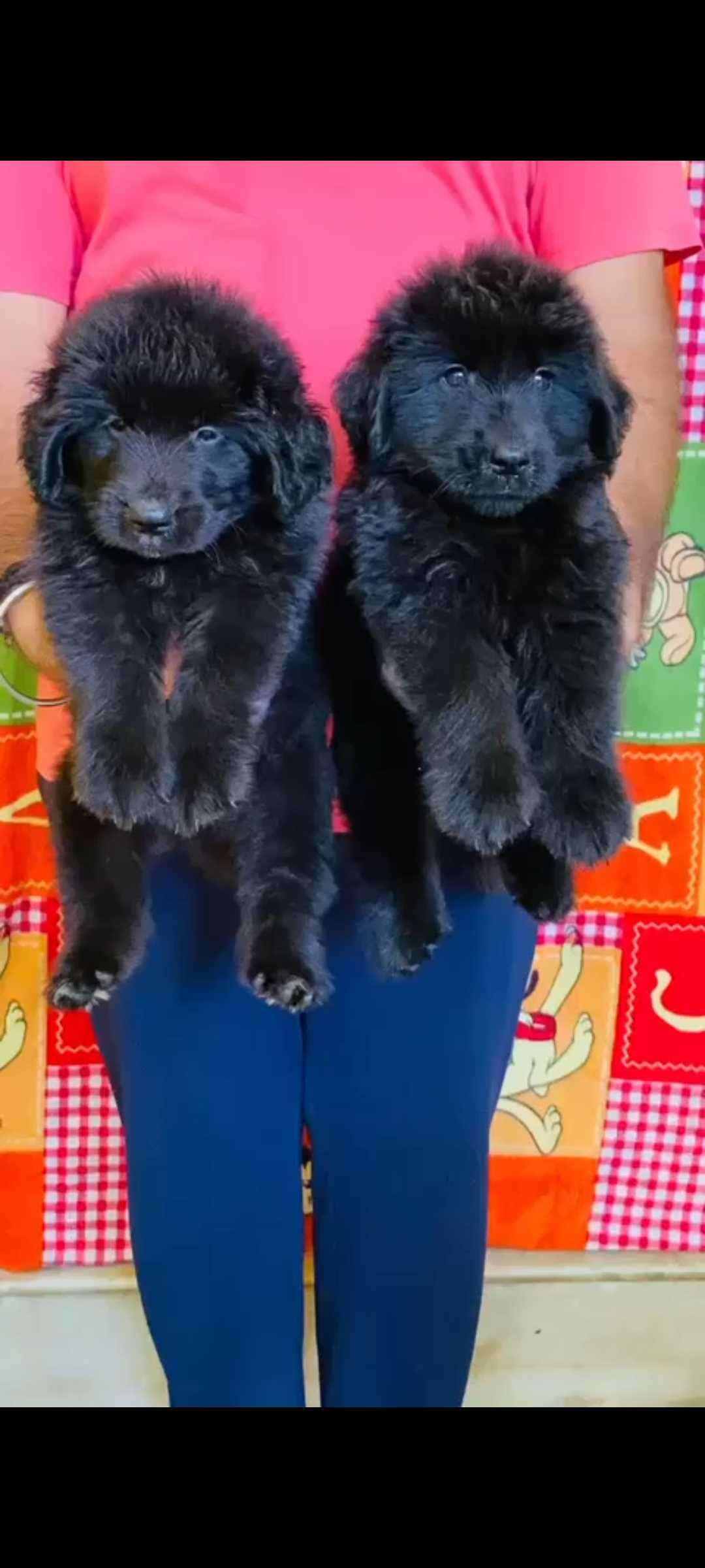 Golden Retriever For Sale In Bangalore