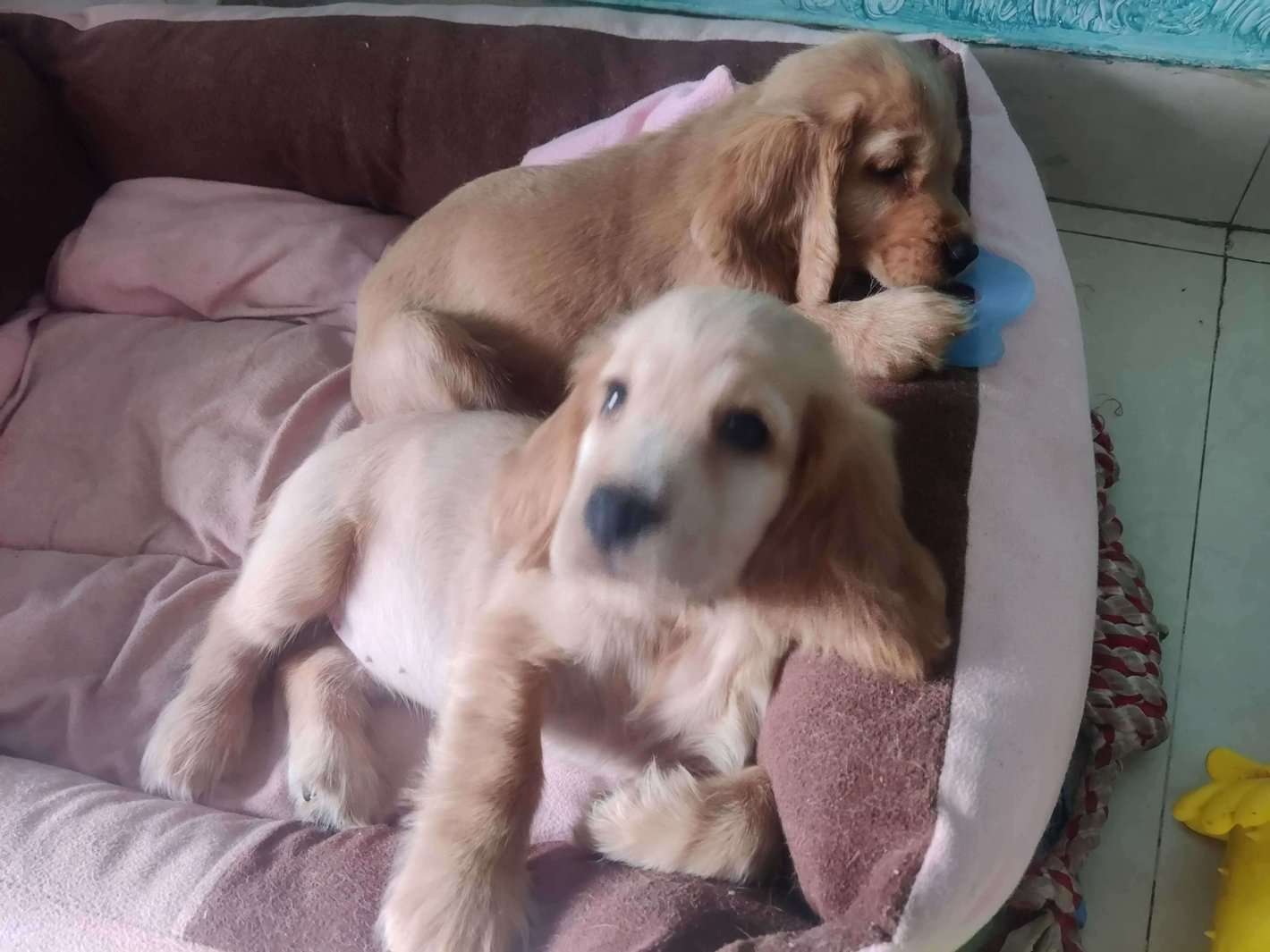 Mr n Mrs Pet