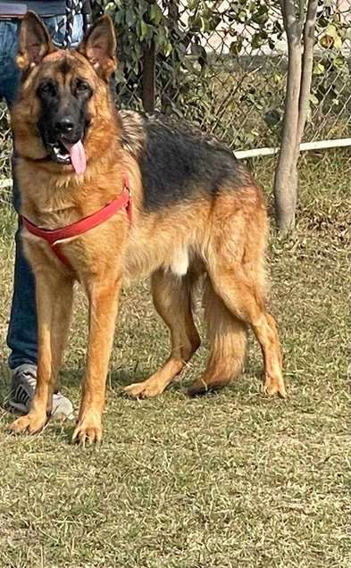 German Shepherd Dogs For  Mating In Delhi