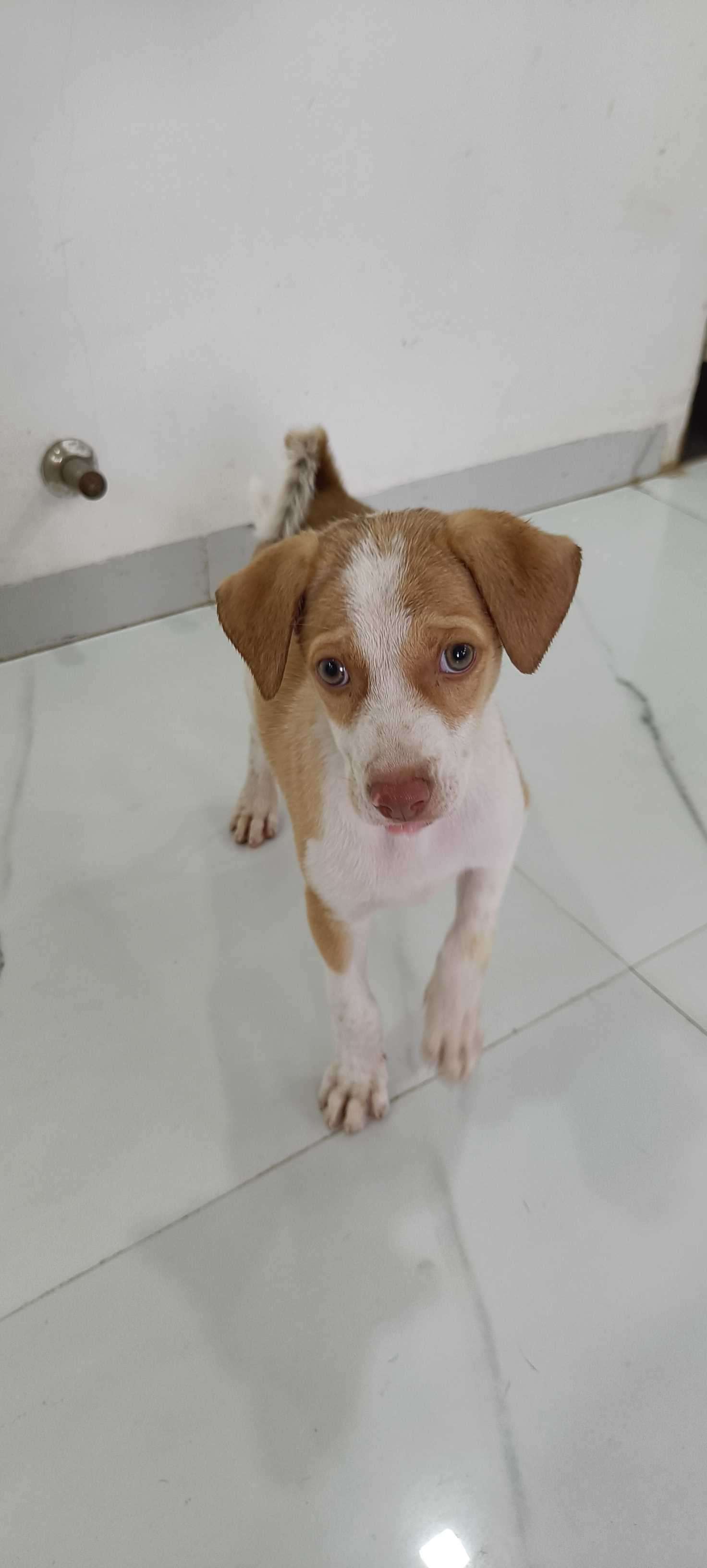 Indian Breed For Adoption In Pune