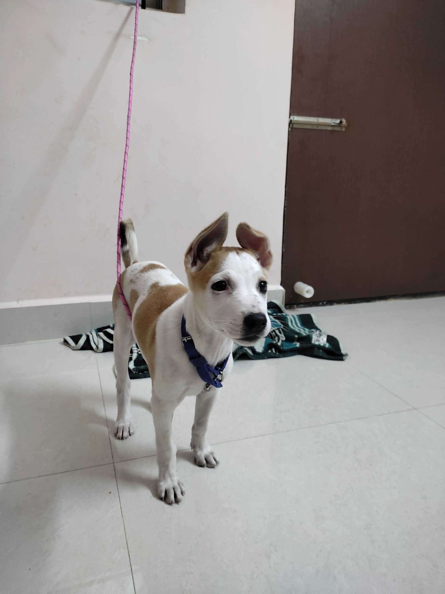 Indian Breed For Adoption In Bangalore